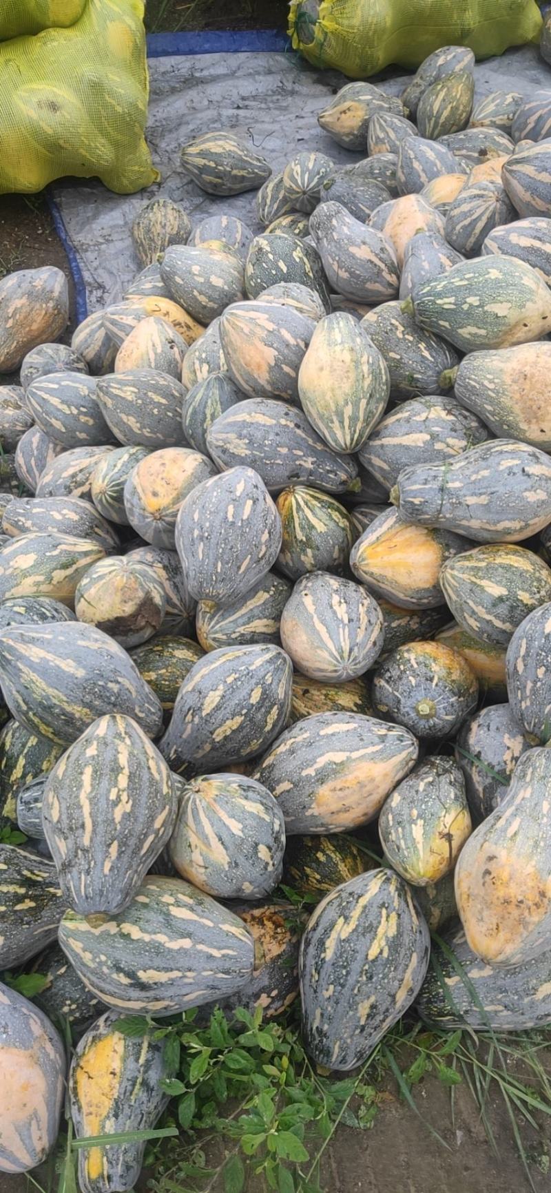 【精品】广东香芋南瓜大量上市，质量好价格低发全国欢迎咨询