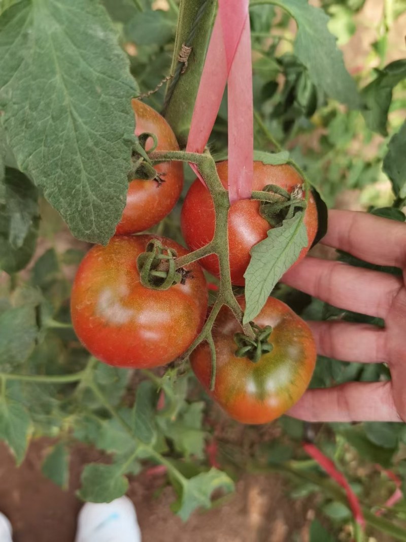 铁皮西红柿苗草莓西红柿苗口感番茄抗病毒带绿肩西红柿苗