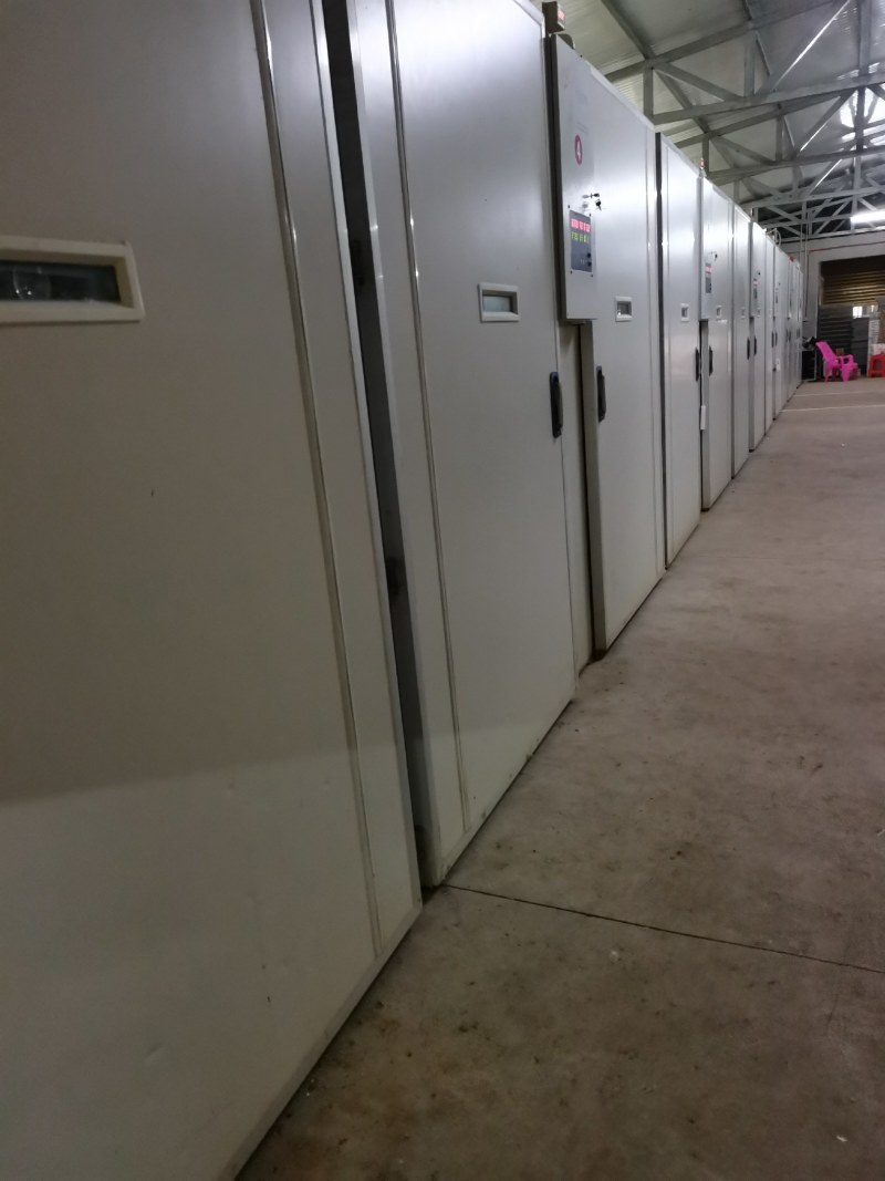 优质草鸡苗散养雪山草鸡苗出壳必打疫苗质量优包运输存活