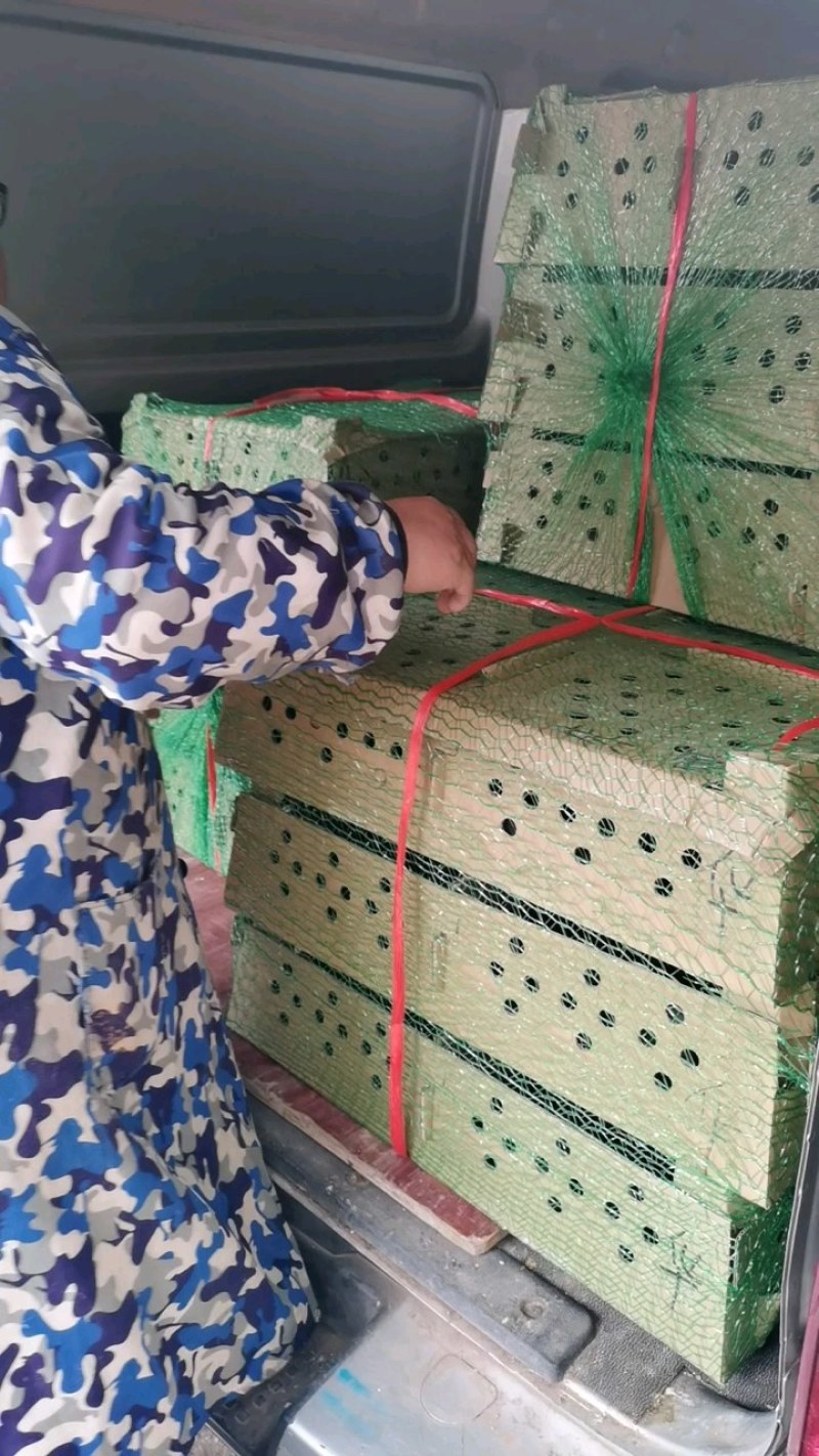 优质草鸡苗散养雪山草鸡苗出壳必打疫苗质量优包运输存活