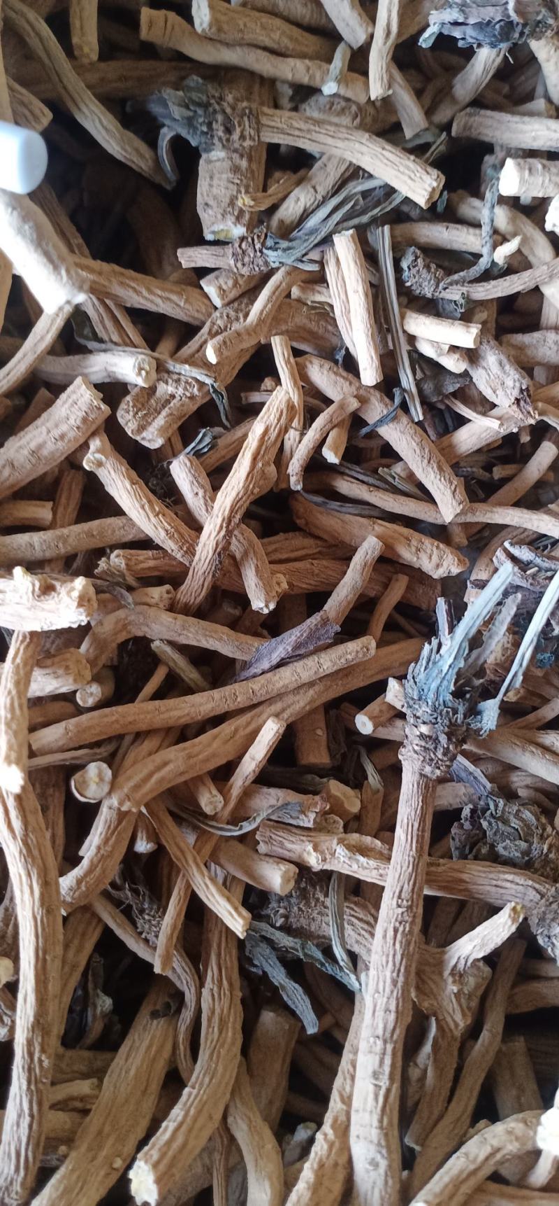 甘肃河西产地板蓝根统个供应，过风车过筛子，全干货，干净无