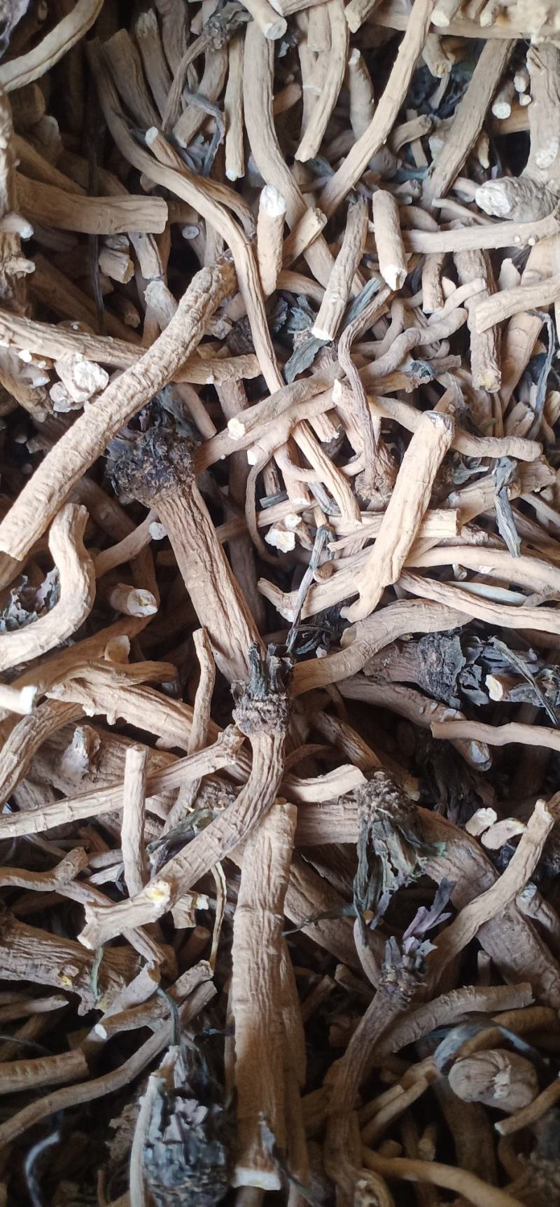 甘肃河西产地板蓝根统个供应，过风车过筛子，全干货，干净无
