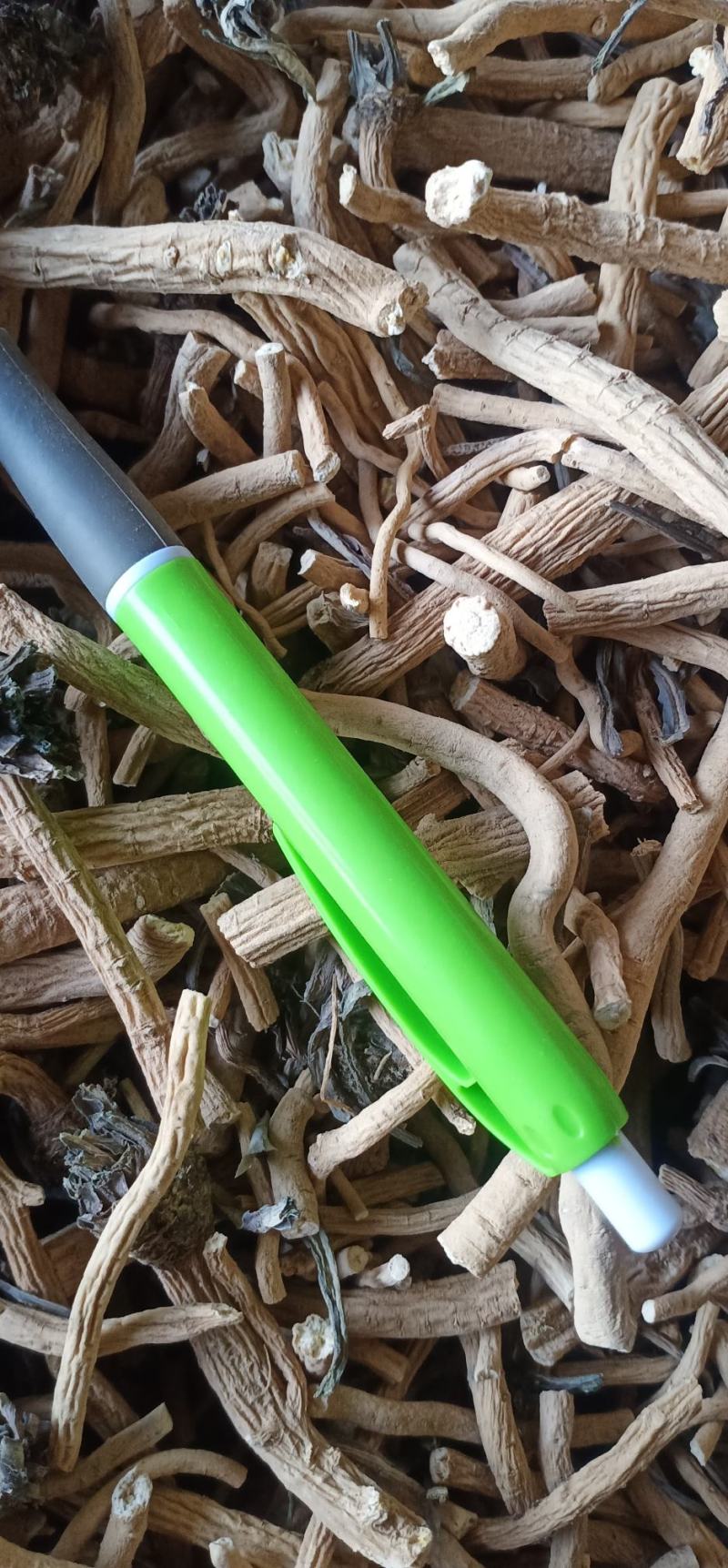 甘肃河西产地板蓝根统个供应，过风车过筛子，全干货，干净无