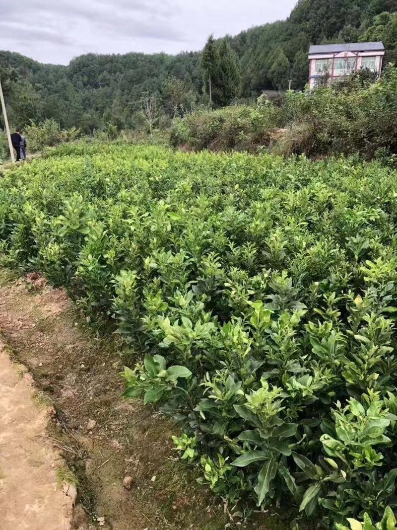 柚子树苗沙田柚树苗香柚树苗四川脆香甜树苗嫁接苗基地现挖发