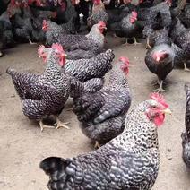黑芦花鸡大种母鸡苗优质品种打好疫苗包路损孵化场直销