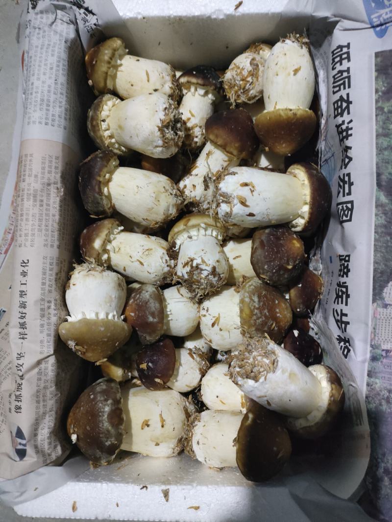 赤松茸/大球盖菇产地直供