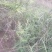 广西野生山芝麻，野芝麻中草药批发零售山野芝麻