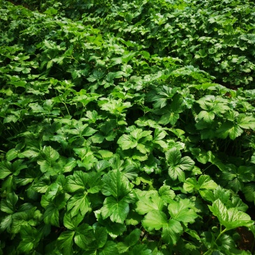明日叶苗小苗八丈草种苗咸草长寿草种苗成活率高