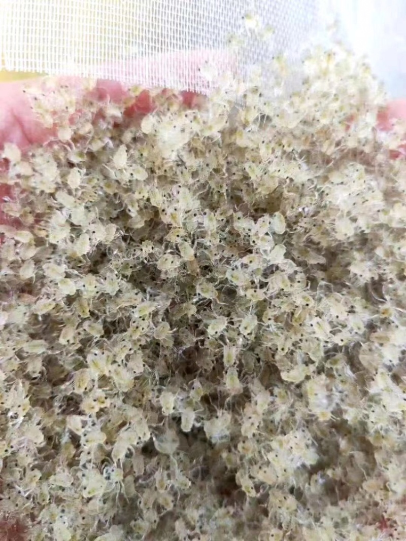 优质大母本大眼幼体大量上市成活率高包运输