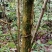 小叶黄杨14~16cm6~8cm1.5~2米