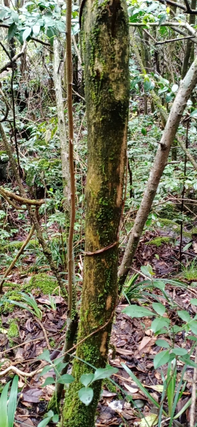 小叶黄杨14~16cm6~8cm1.5~2米