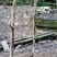 小叶黄杨14~16cm6~8cm1.5~2米