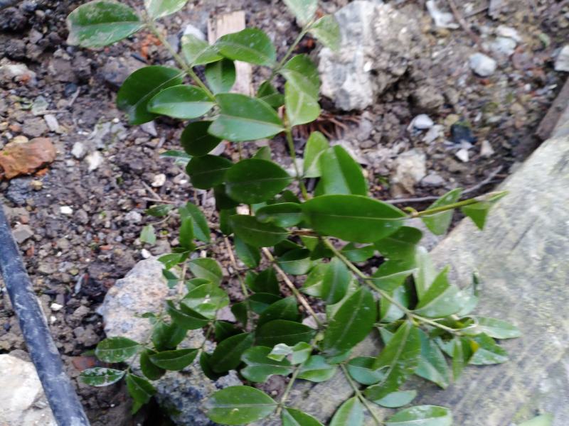 小叶黄杨14~16cm6~8cm1.5~2米