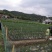苔小哥韭菜花