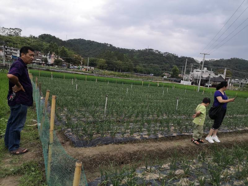 苔小哥韭菜花