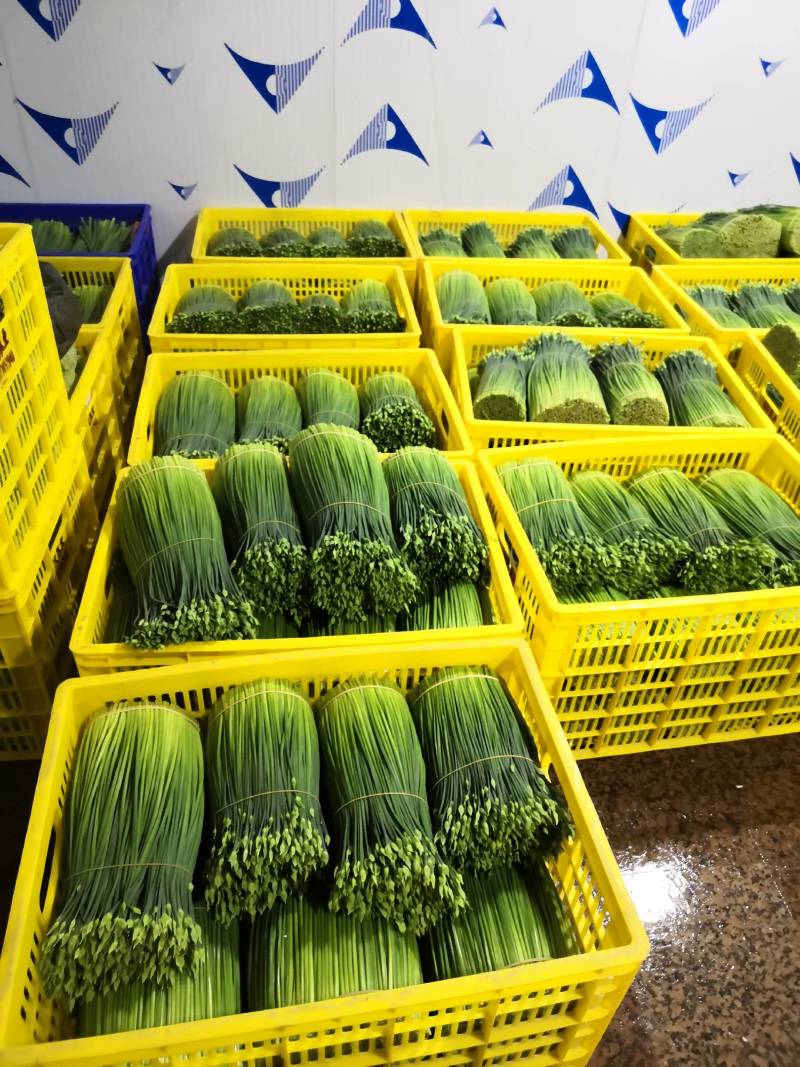 苔小哥韭菜花