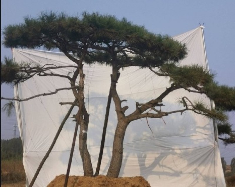18-20公分工程用造型松