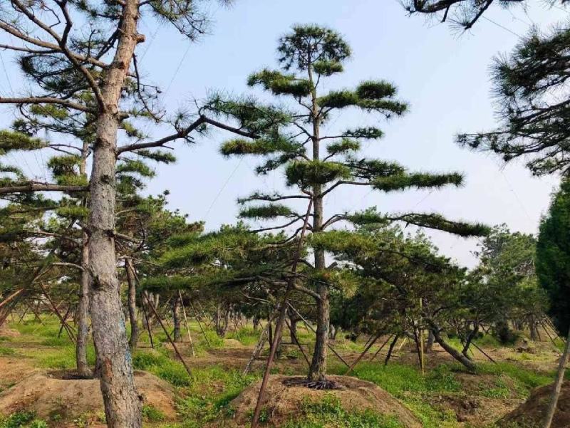 18-20公分工程用造型松