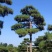 18-20公分工程用造型松