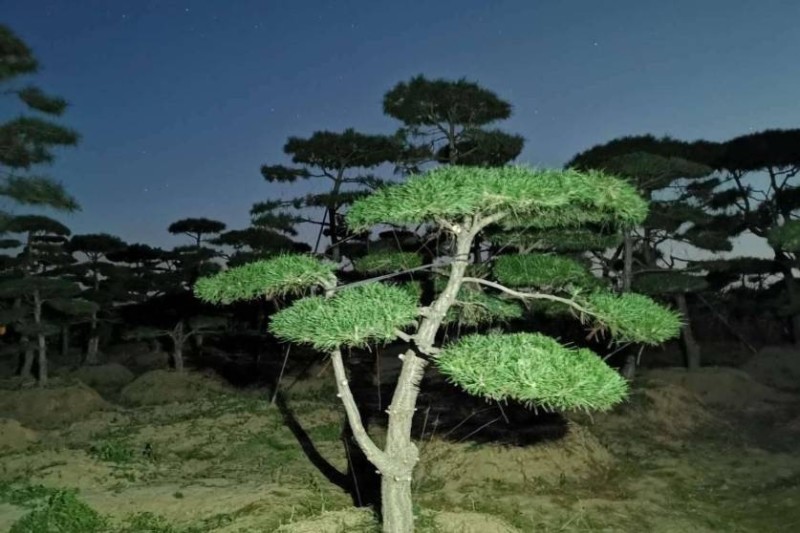 18-20公分工程用造型松