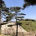 18-20公分工程用造型松