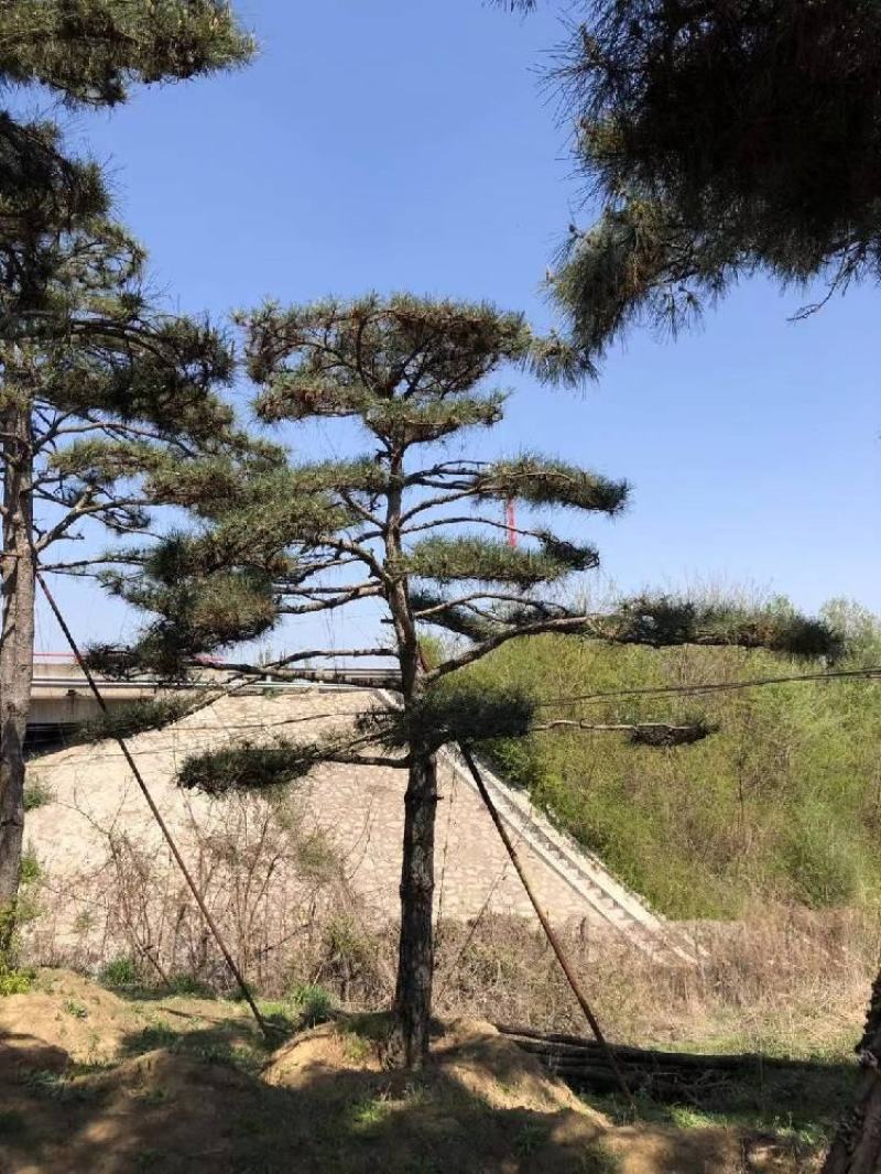 18-20公分工程用造型松