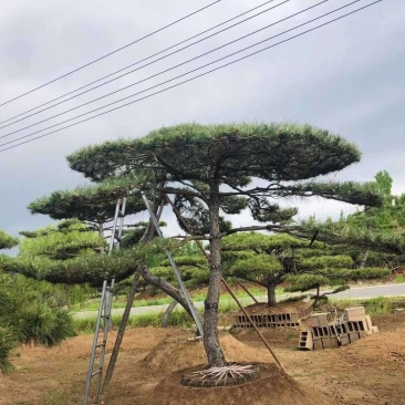18-20公分工程用造型松