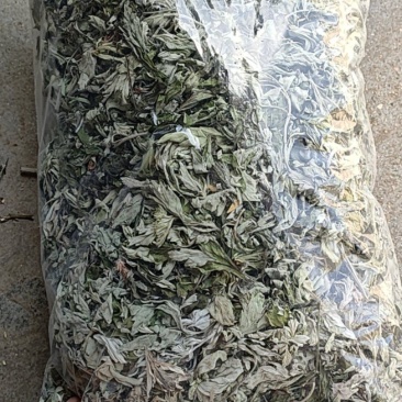 手工挑选大白艾叶