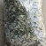 手工挑选大白艾叶