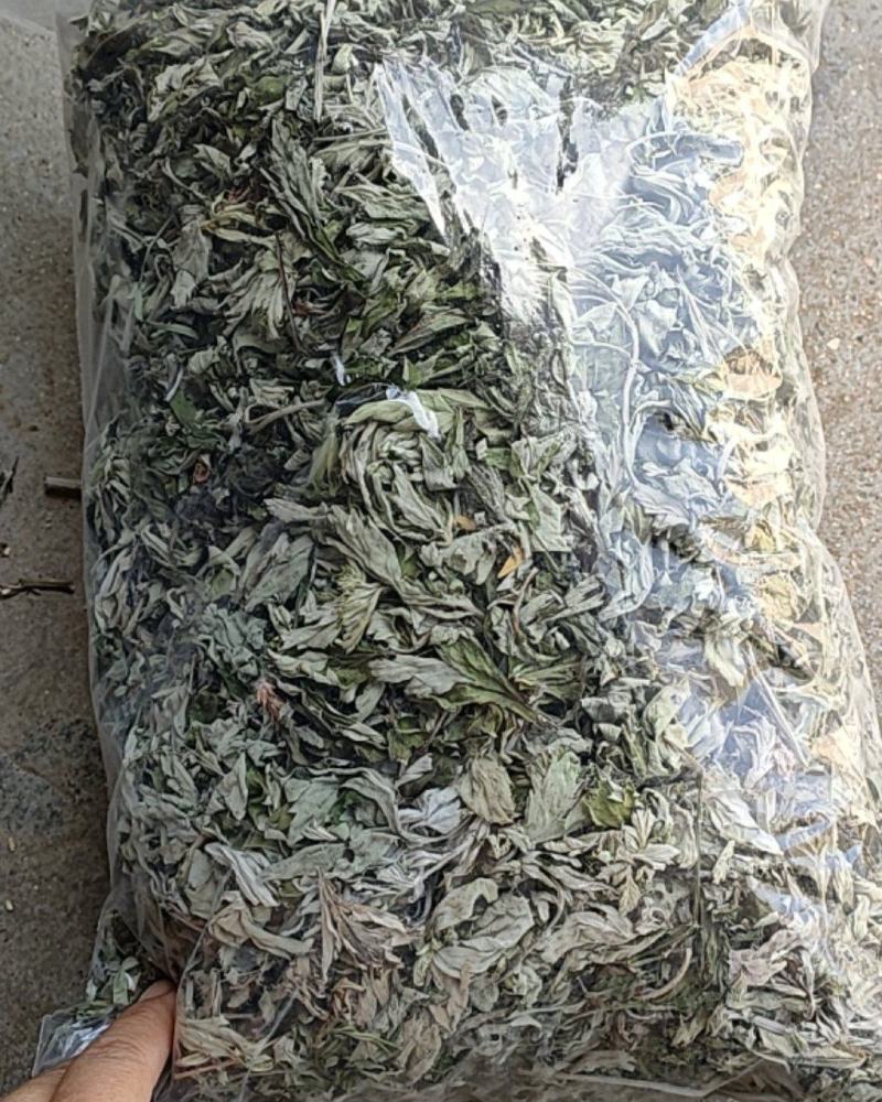 手工挑选大白艾叶