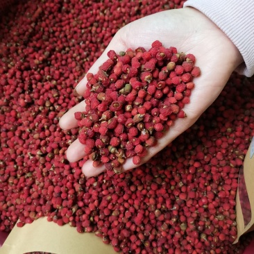 红豆杉干果