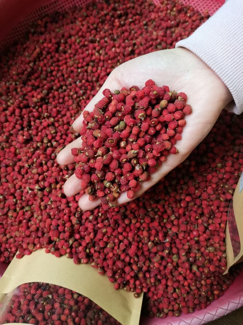 红豆杉干果