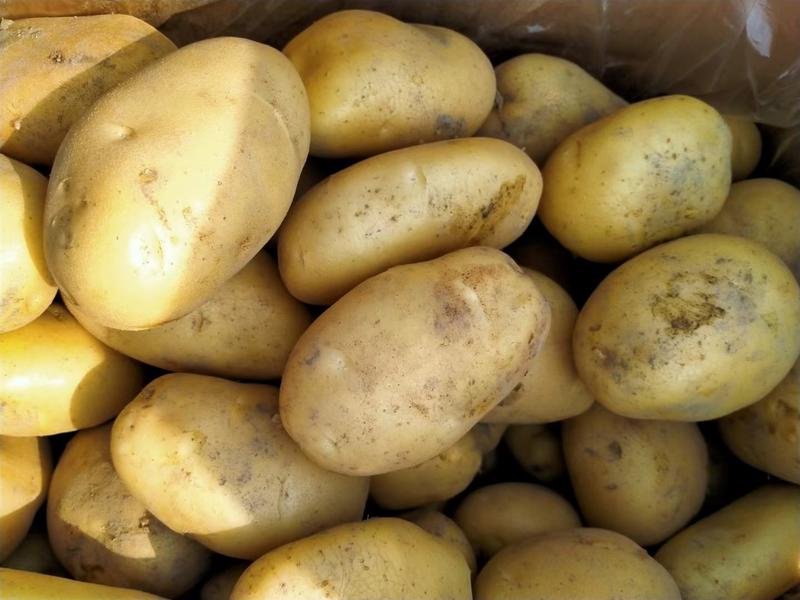 【土豆】荷兰十五土豆，黄皮黄心，产地批发，货源充足，价格便宜