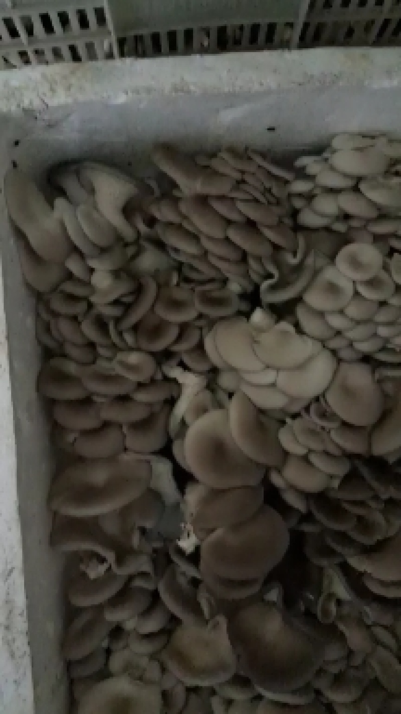 杨林寨平菇/品牌产品/优质低价/10斤1箱/基地现摘直供