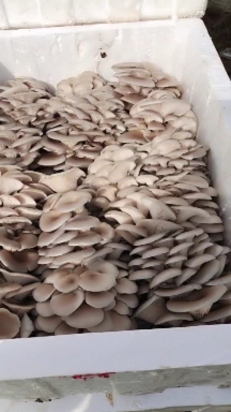 杨林寨平菇/品牌产品/优质低价/10斤1箱/基地现摘直供