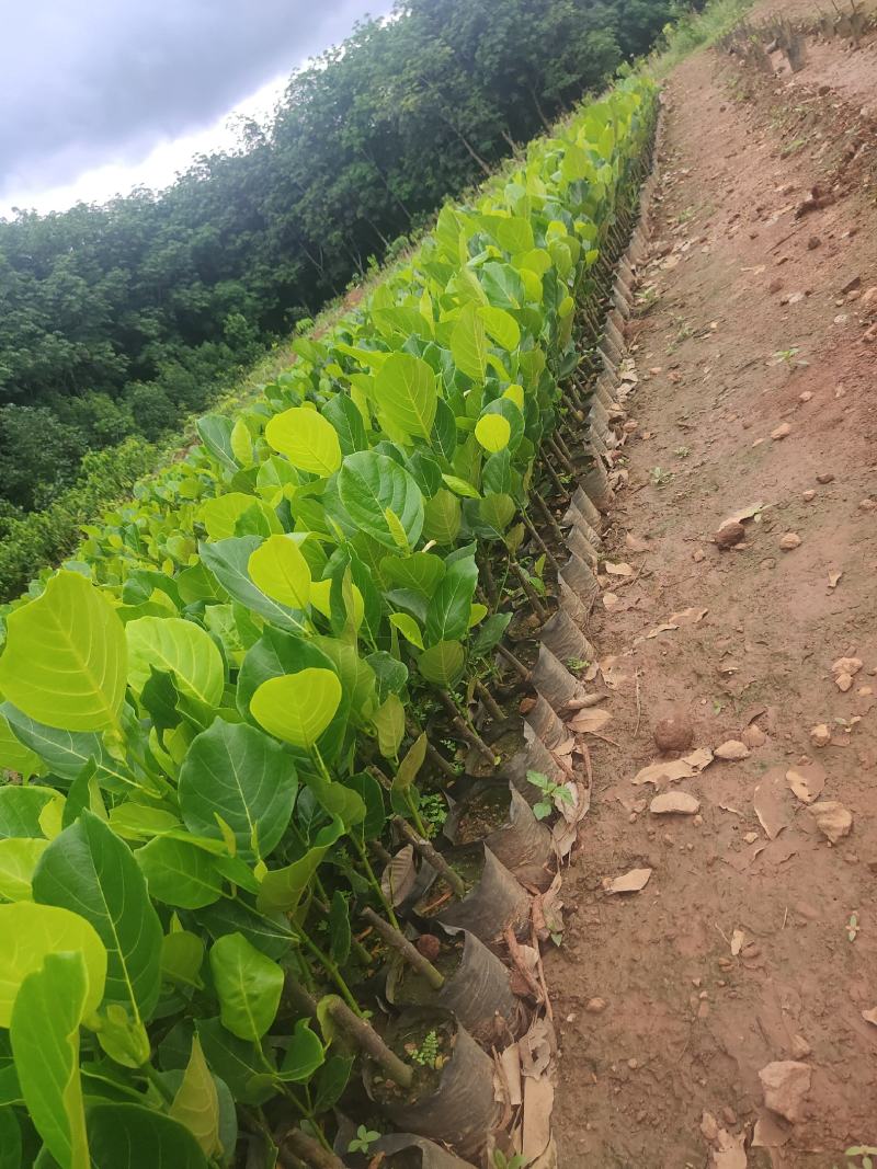 马来西亚1号黄肉四季菠萝蜜苗一手货源产量非常的高