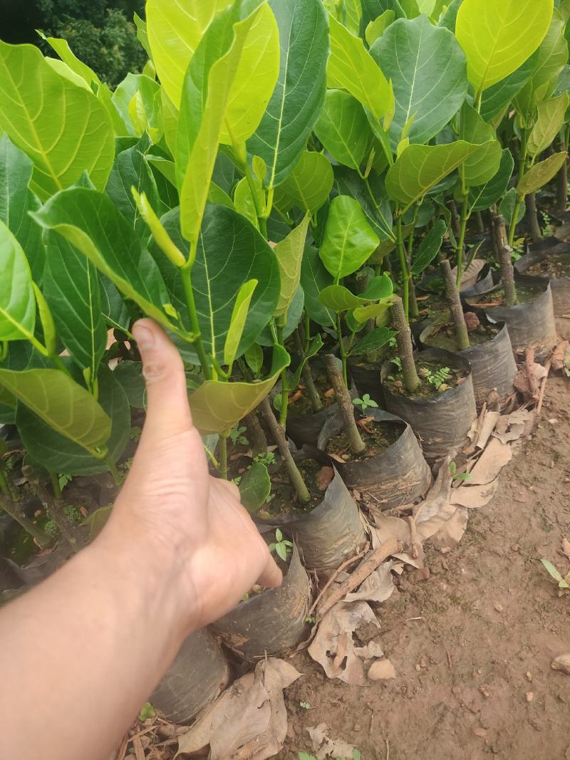 马来西亚1号黄肉四季菠萝蜜苗一手货源产量非常的高