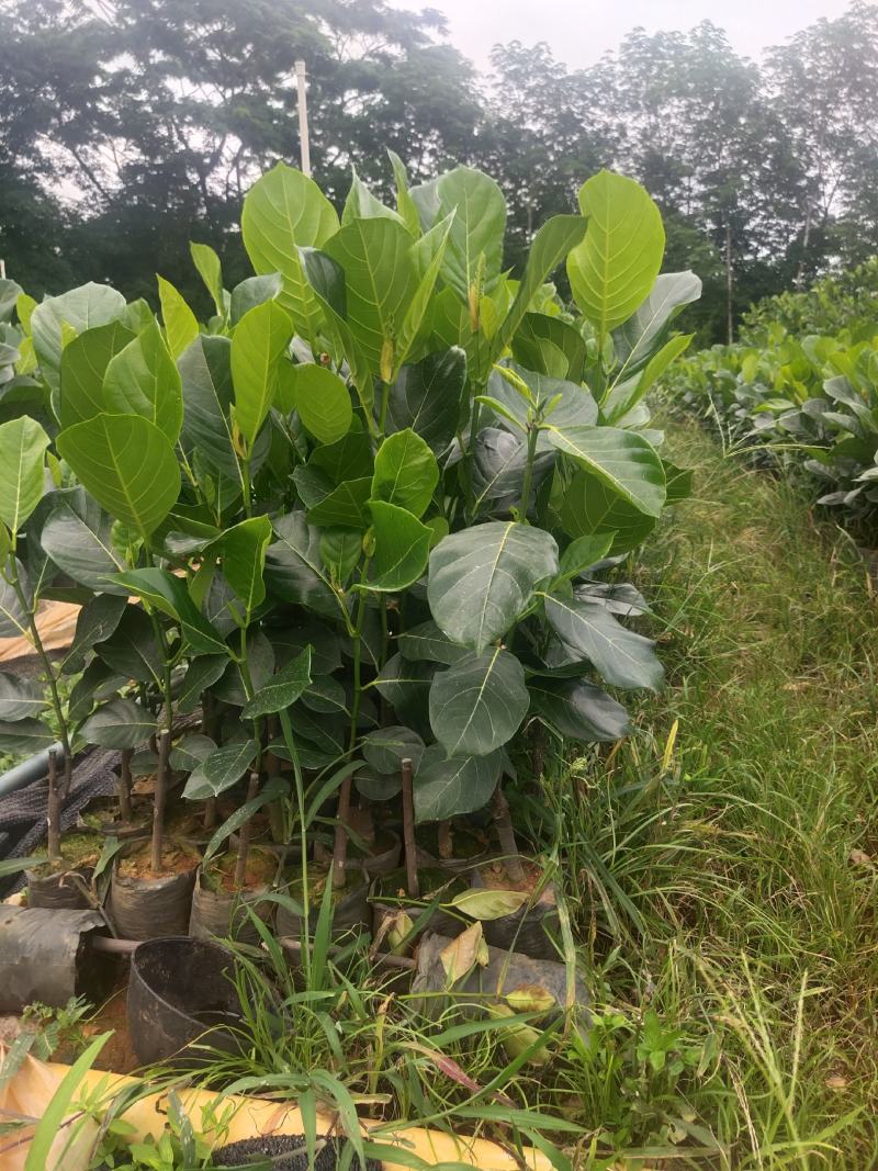 马来西亚五号红肉菠萝蜜苗一手货源正品保障