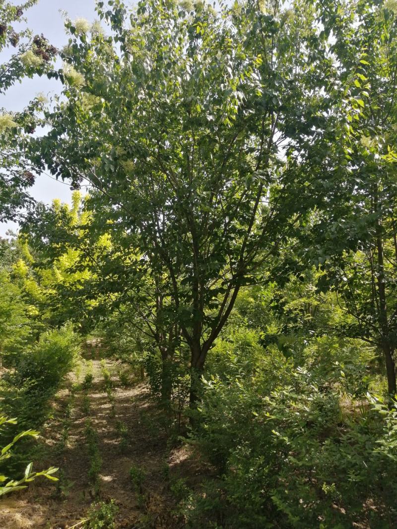 爆马丁香6~12公分