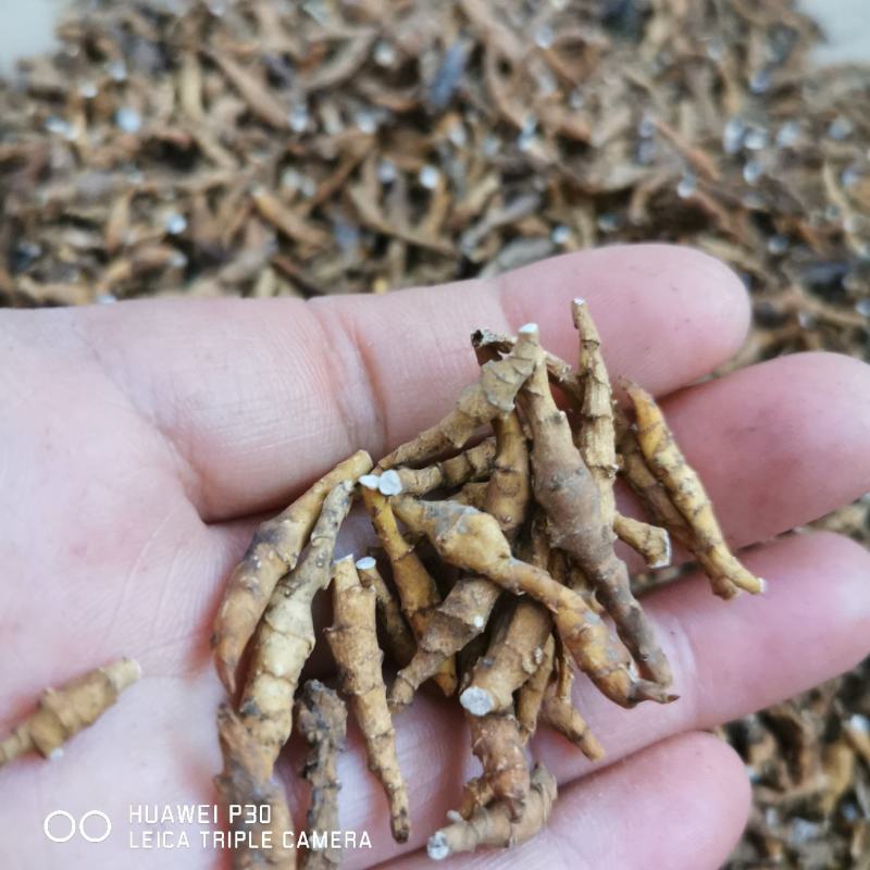九节菖蒲干货水洗货包邮量大从优批发零售