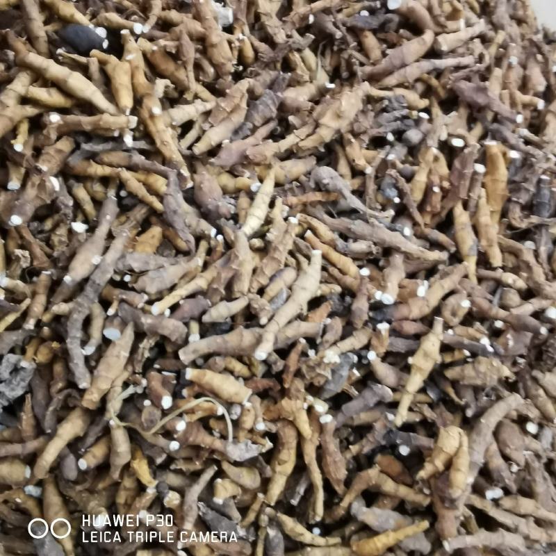 九节菖蒲干货水洗货包邮量大从优批发零售