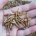九节菖蒲干货水洗货包邮量大从优批发零售