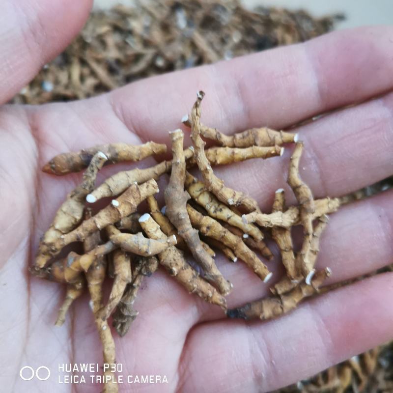 九节菖蒲干货水洗货包邮量大从优批发零售