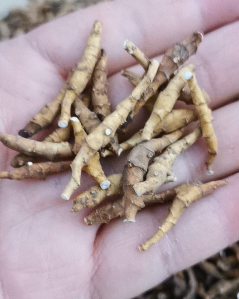九节菖蒲干货水洗货包邮量大从优批发零售
