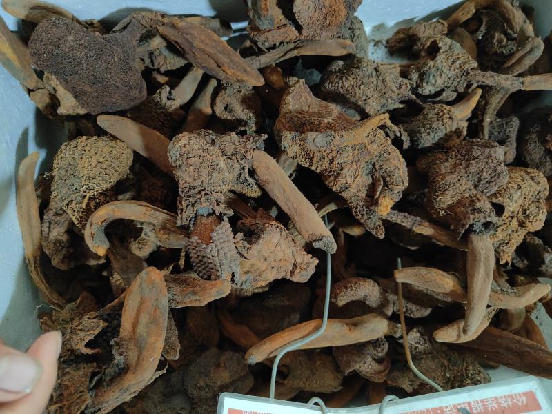 野生壮阳草顶天柱草苁蓉泡酒料