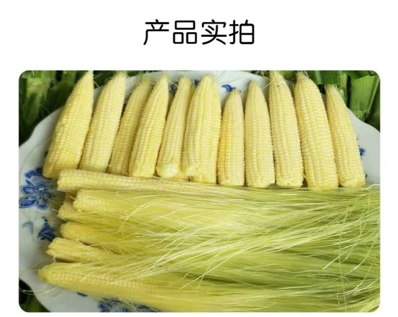广东水果玉米农家种植现摘带皮玉米笋新鲜小玉米芯仔现发包邮