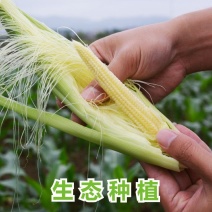 广东水果玉米农家种植现摘带皮玉米笋新鲜小玉米芯仔现发包邮