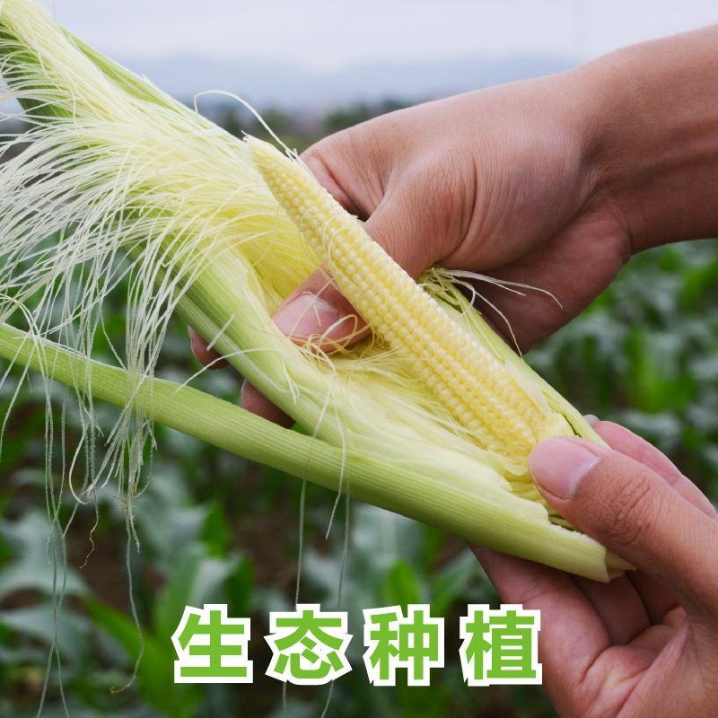 广东水果玉米农家种植现摘带皮玉米笋新鲜小玉米芯仔现发包邮