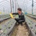 杨林寨辣椒/生长在食用菌培养基上/软嫩香浓/3斤礼盒装