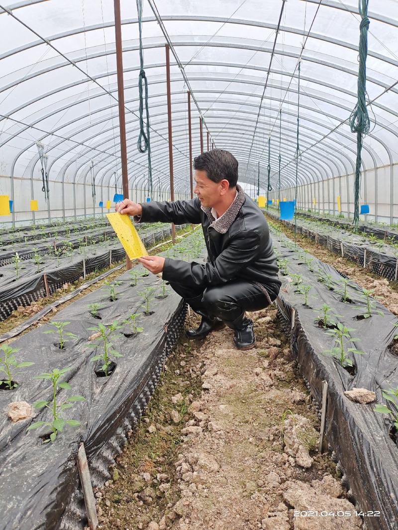 杨林寨辣椒/生长在食用菌培养基上/软嫩香浓/3斤礼盒装